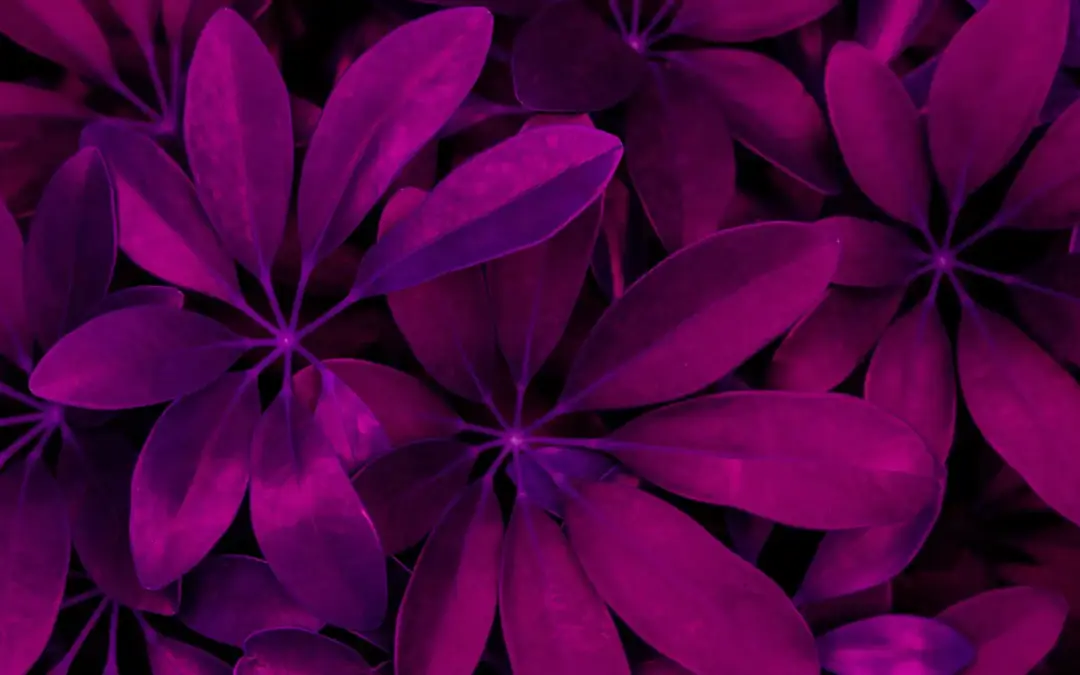【2025】Adobe Premiere Pro Plans and Pricing – Offers and Discounts