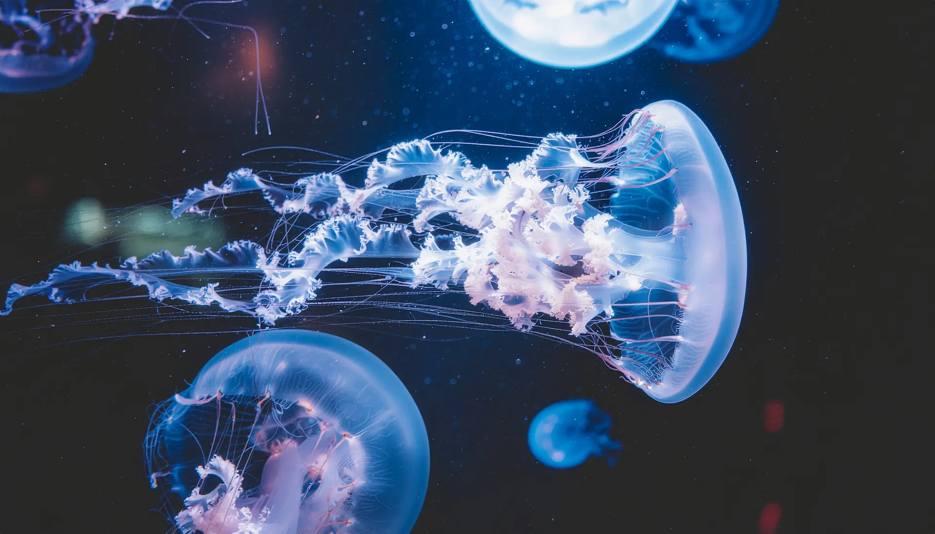 Firefly A surreal underwater scene with 853628 Sxs