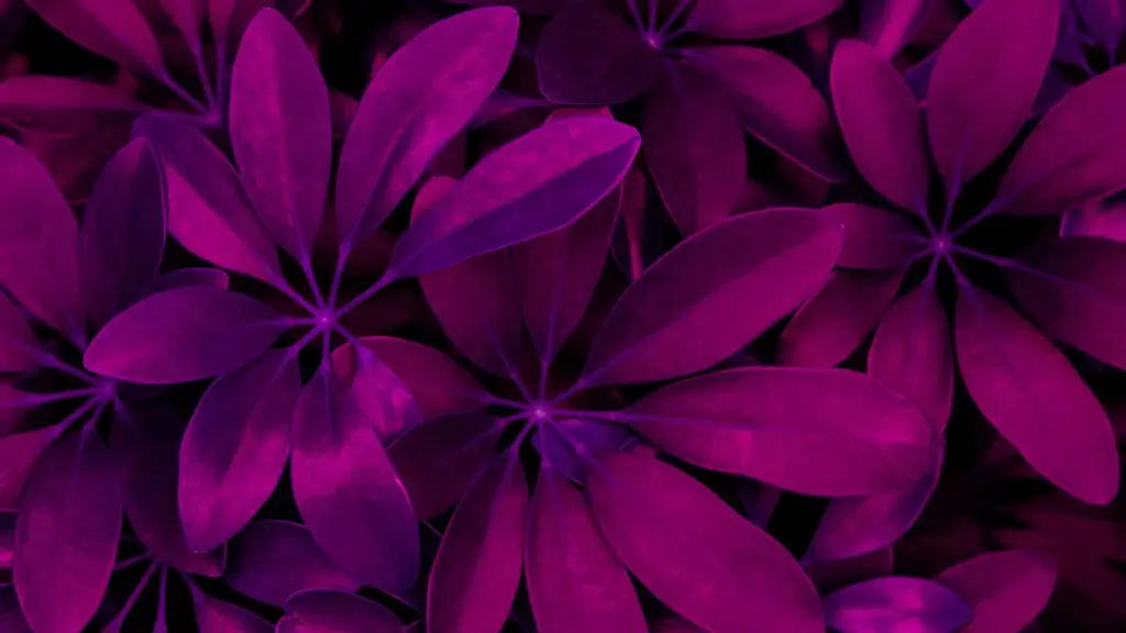 adobe-premiere-pro-for-business-plans-and-pricing-cov